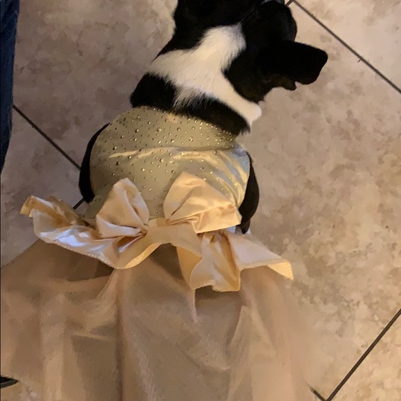 NWOT Dog Dress - Picture 2 of 2